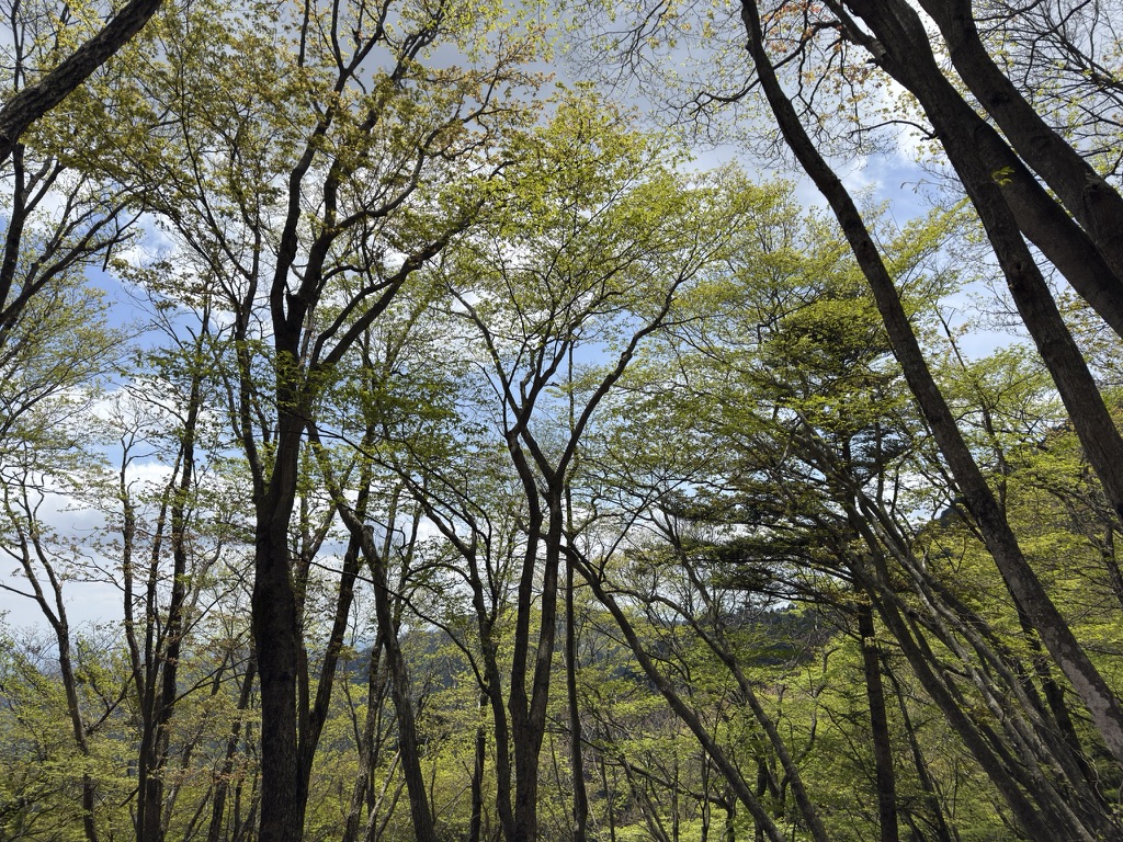新緑登山、最高ですね😆（御岳山から大岳山の間で撮影）