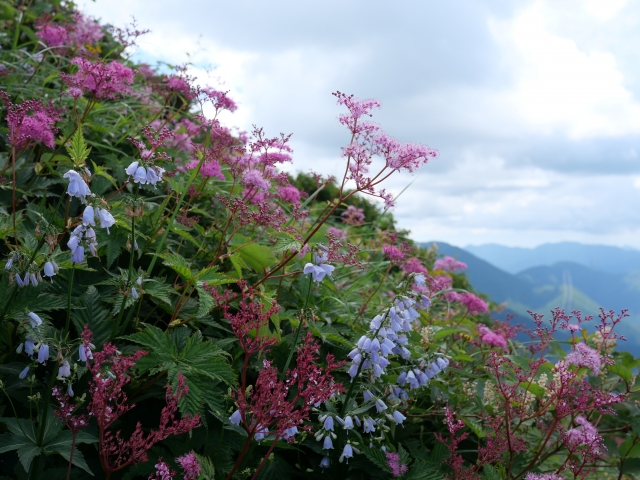 平標山の鉱山植物