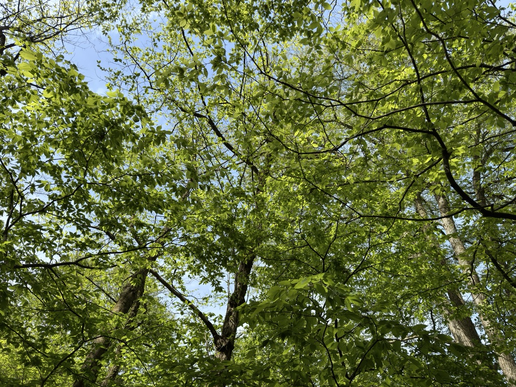 美しい緑ですね🌿（御岳山〜大岳山で撮影）