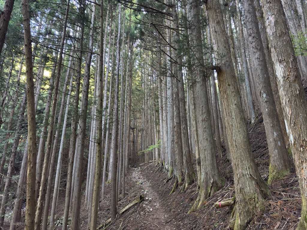 しばらくは樹林帯を行きます（乾徳山登山口から国師ヶ原の間で撮影）