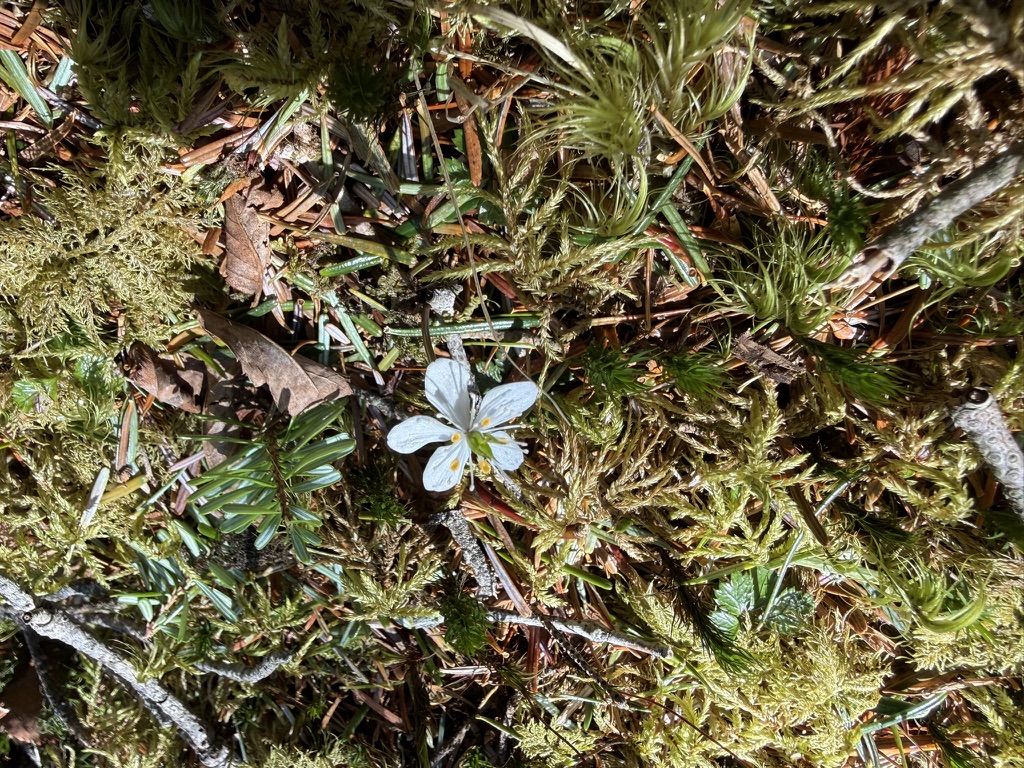10株ほど咲いていました🌼（黒金山頂から牛首のタルの間で撮影）