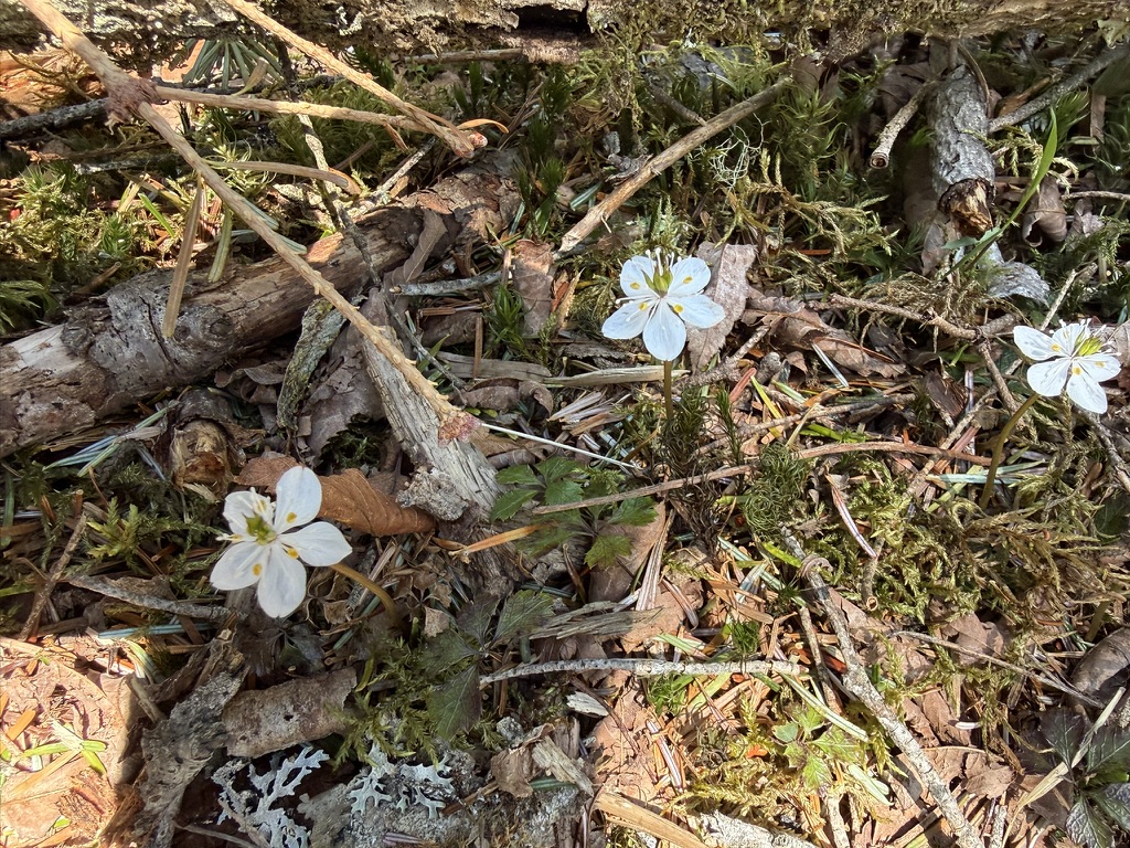 バイカオウレン　キンポウゲ科の多年草（黒金山頂から牛首のタルの間で撮影）