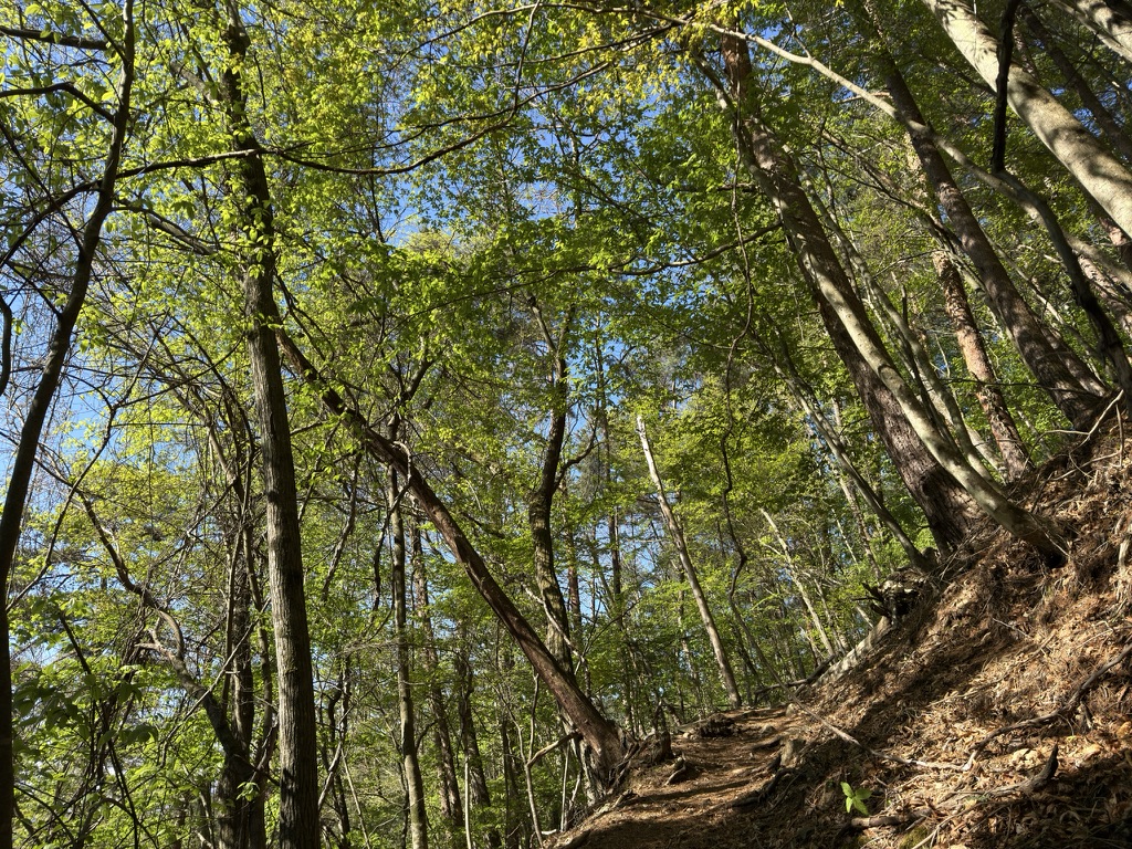 この時期ならでは！新緑の登山はいいですね☺️（乾徳山登山口から国師ヶ原の間で撮影）