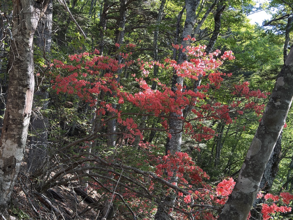 ツツジがお見事👏（鶏冠尾根で撮影）