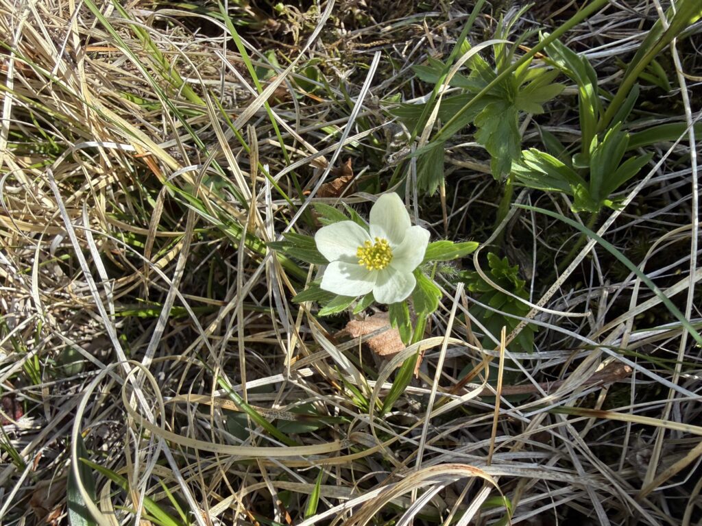 ハクサンイチゲ!ここで見れるとは☺️(鋸岳山頂付近で撮影)