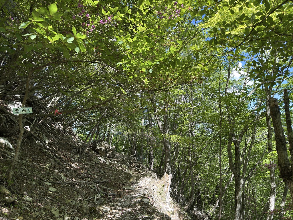 新緑、素晴らしい🌿(近丸新道で撮影)