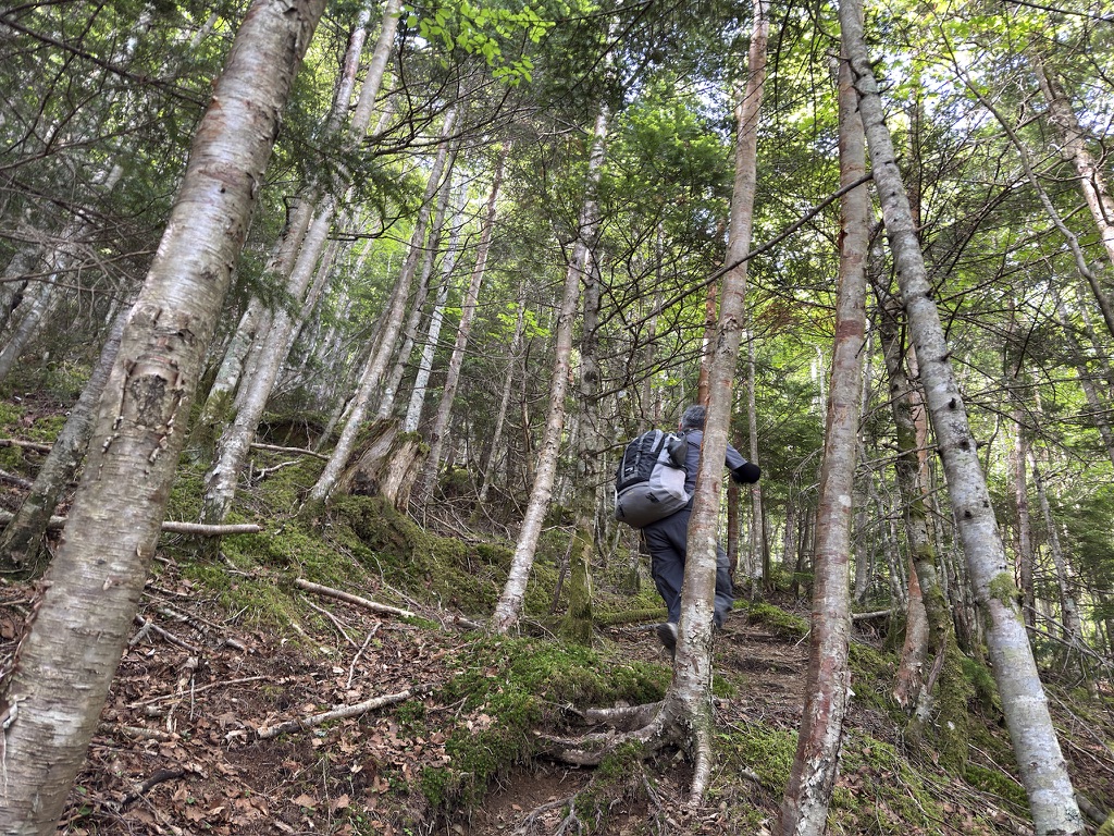 この樹林帯は急登です　ここから先もずっと、ですが😱（ログハウスから横岳峠の間で撮影）