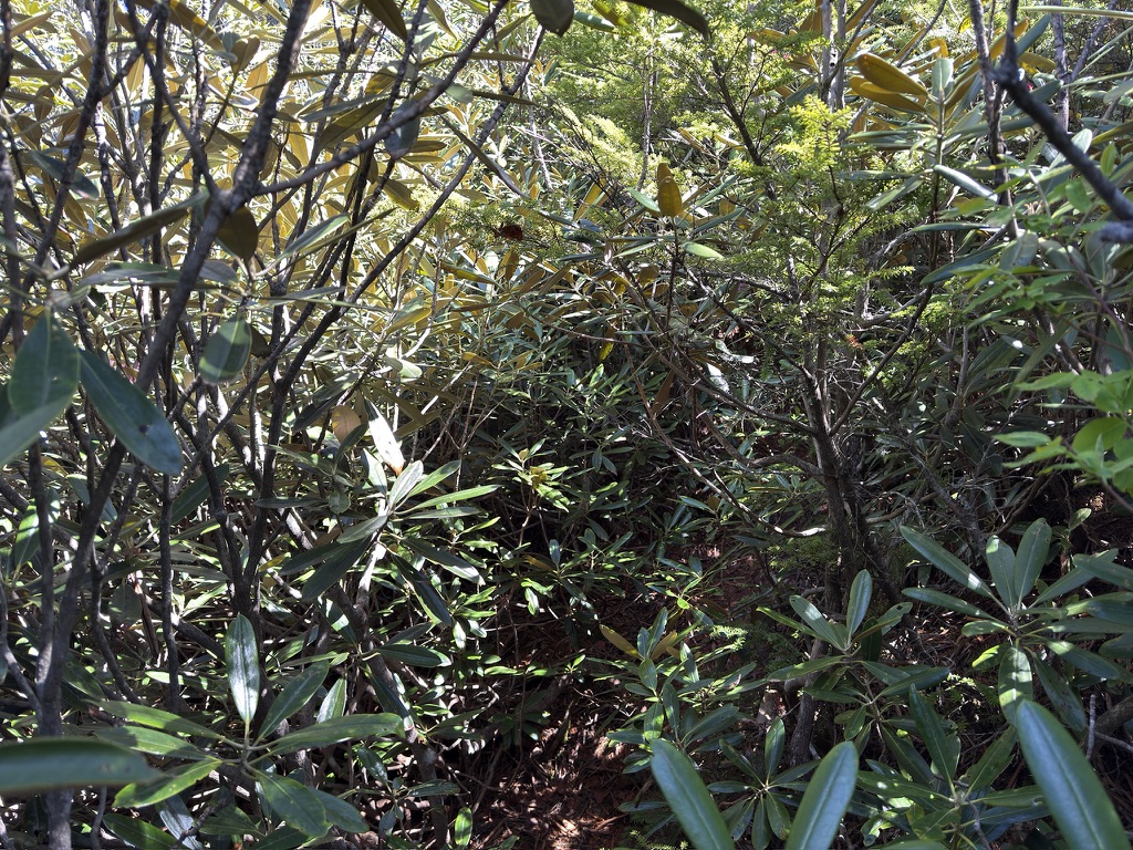 シャクナゲ漕ぎ 枝が腕に刺さって痛いのです🤕(鶏冠山から木賊山の間で撮影)