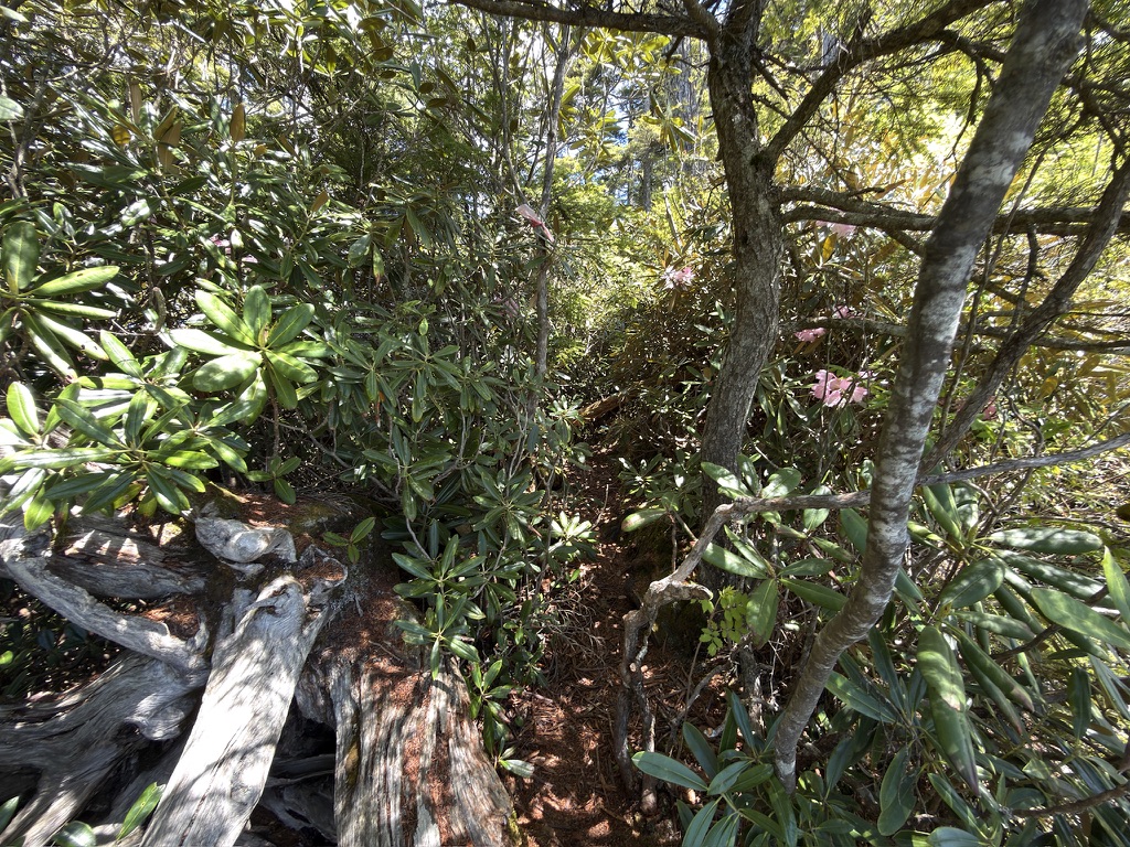 シャクナゲと樹林帯 道はかろうじて分かる程度(鶏冠山から木賊山の間で撮影)