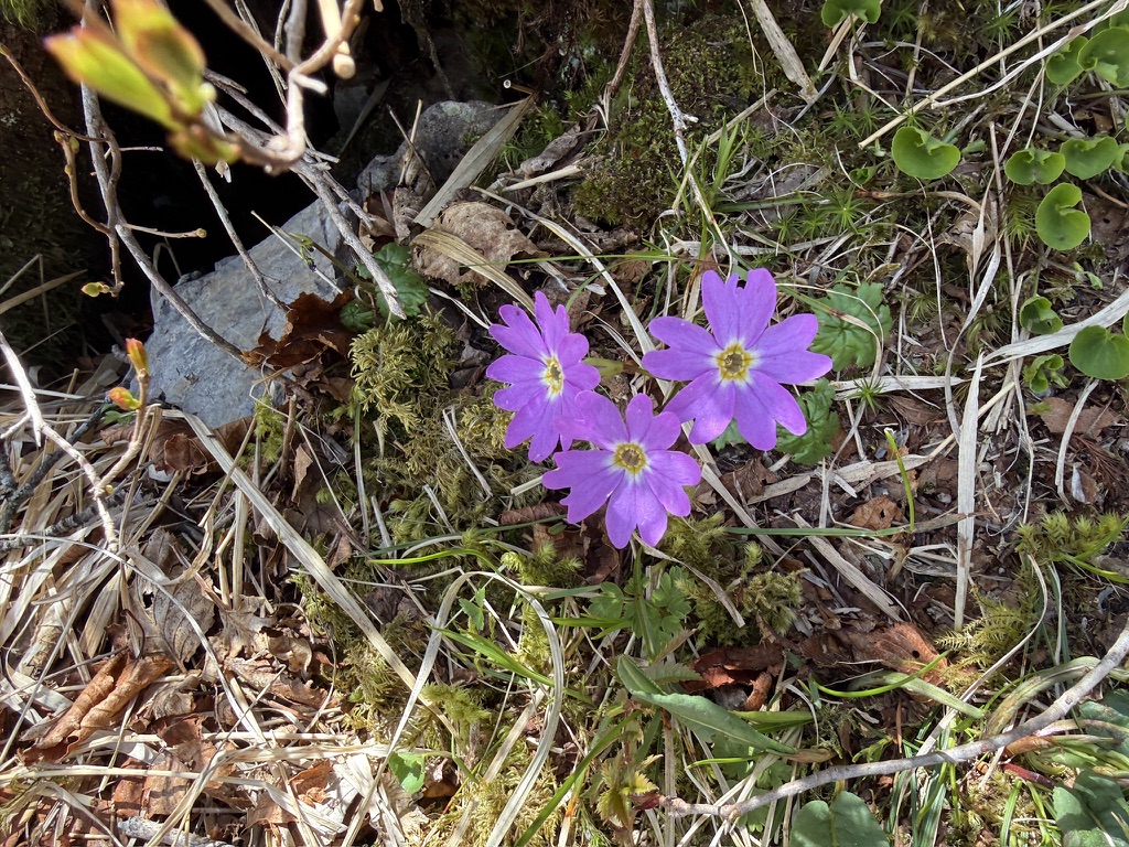 コイワザクラ(クモイコザクラ)この時期しか出会いない、貴重な花です(鋸岳山頂付近で撮影)