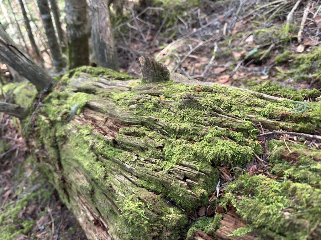行きの時はキツくて見れてなかった、苔たち(鋸岳から横岳峠の間で撮影)
