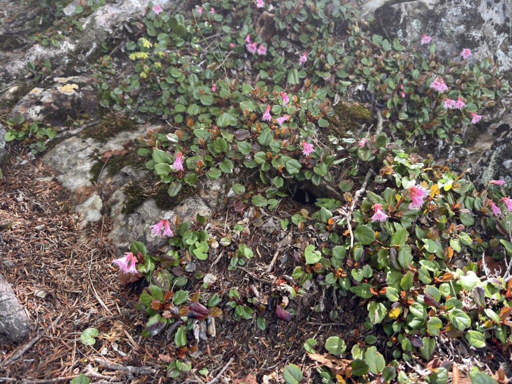 イワカガミがたくさん🌸（横岳峠から鋸岳の間で撮影）