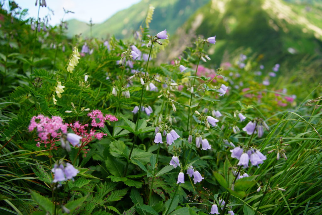 好きにはぜひ行ってほしいところを紹介します！（白馬岳で撮影）
