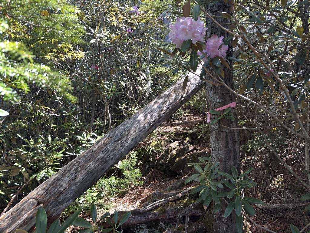 倒木とシャクナゲ こんな状況で木賊山まで2時間近く歩きます(鶏冠山から木賊山の間で撮影)