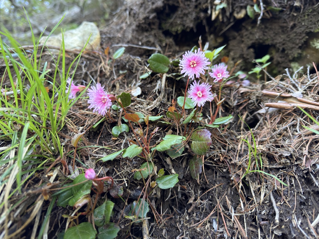 イワカガミ　岩場ならではの光景です（第一岩峰のコルから第一岩峰の間で撮影）