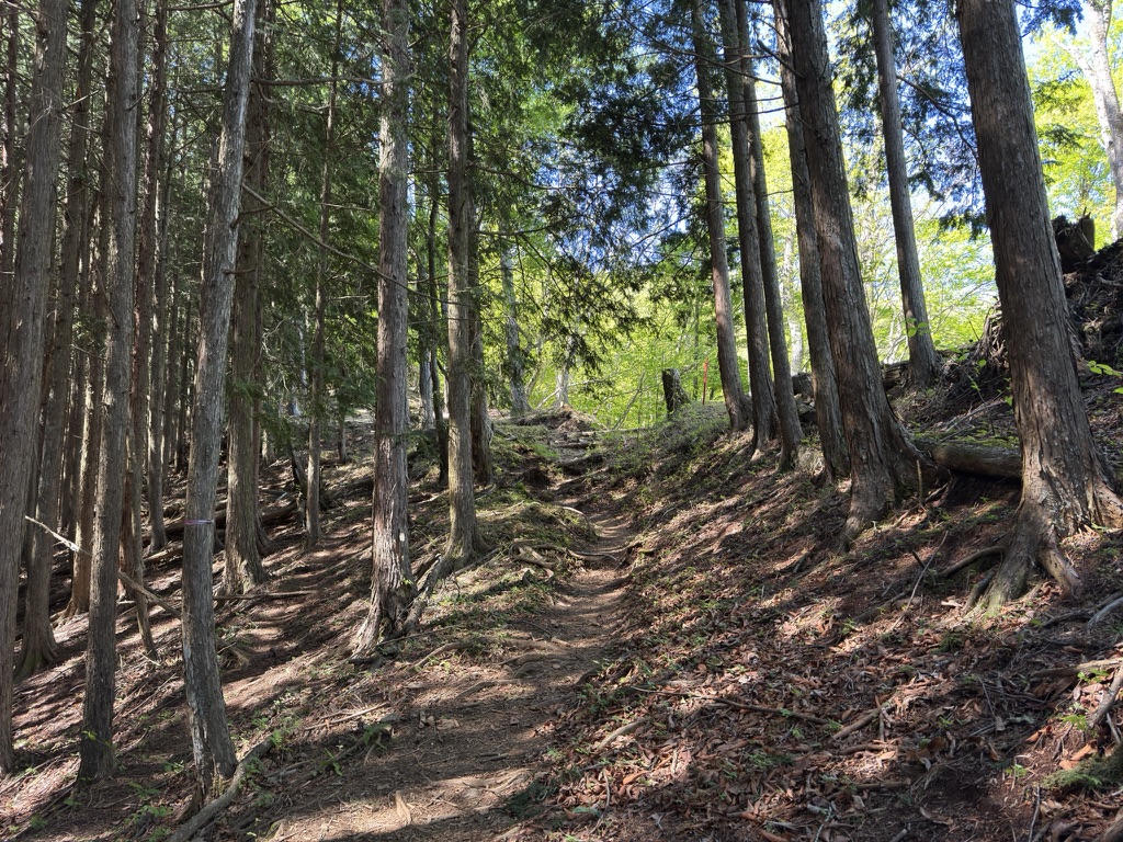 縦走路を挟んで左右で植生が違う
