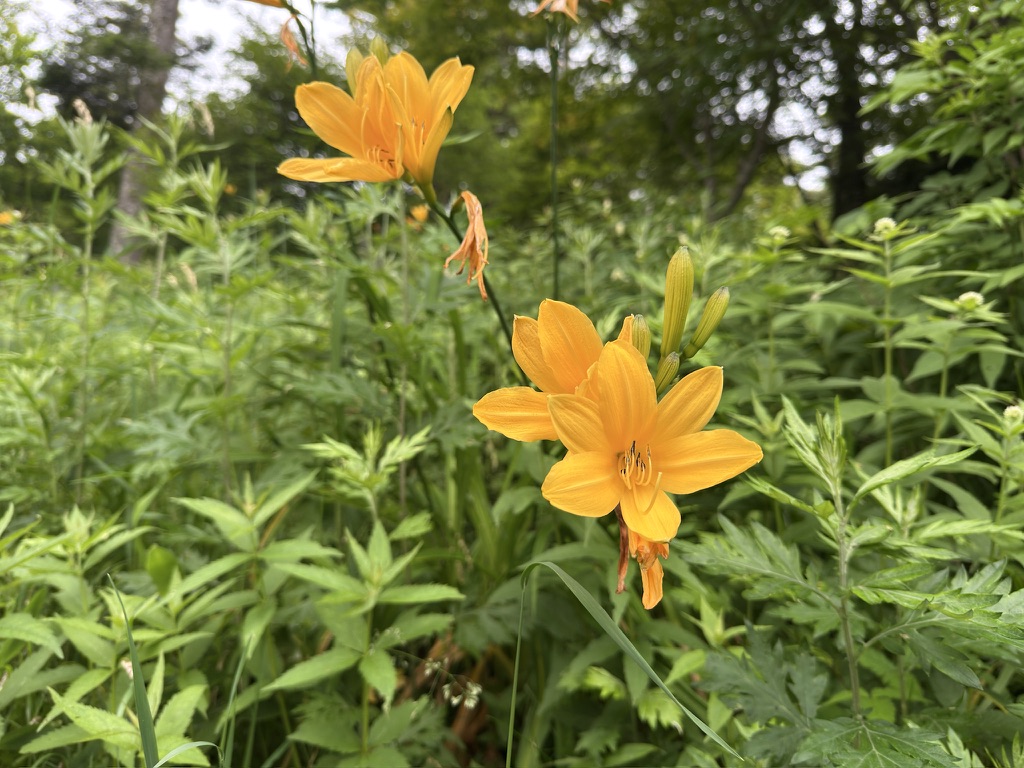 山野草公園はニッコウキスゲが多め