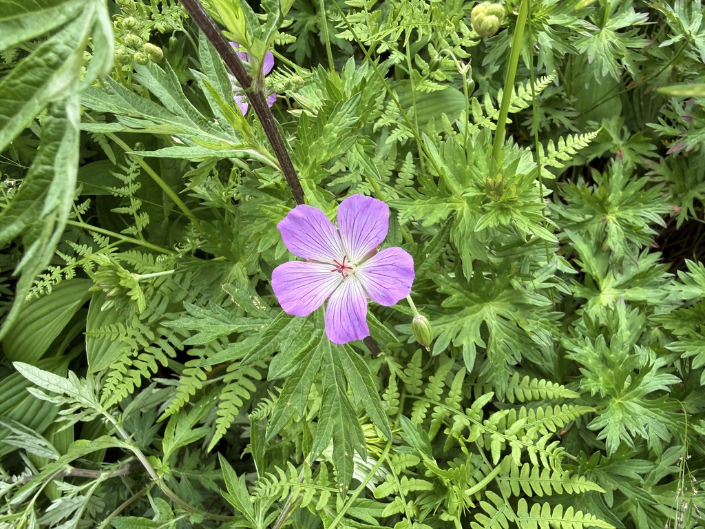 ハクサンフウロも元気に咲いてました🌸