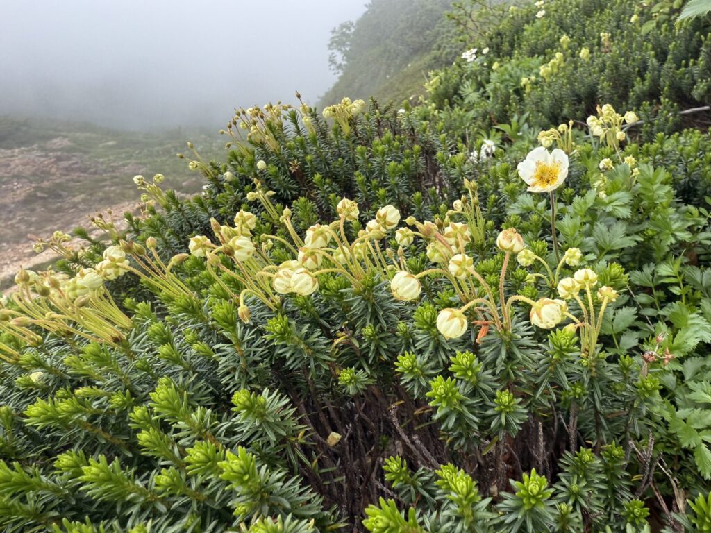 ツガザクラとチングルマ　縦走路に咲いてました