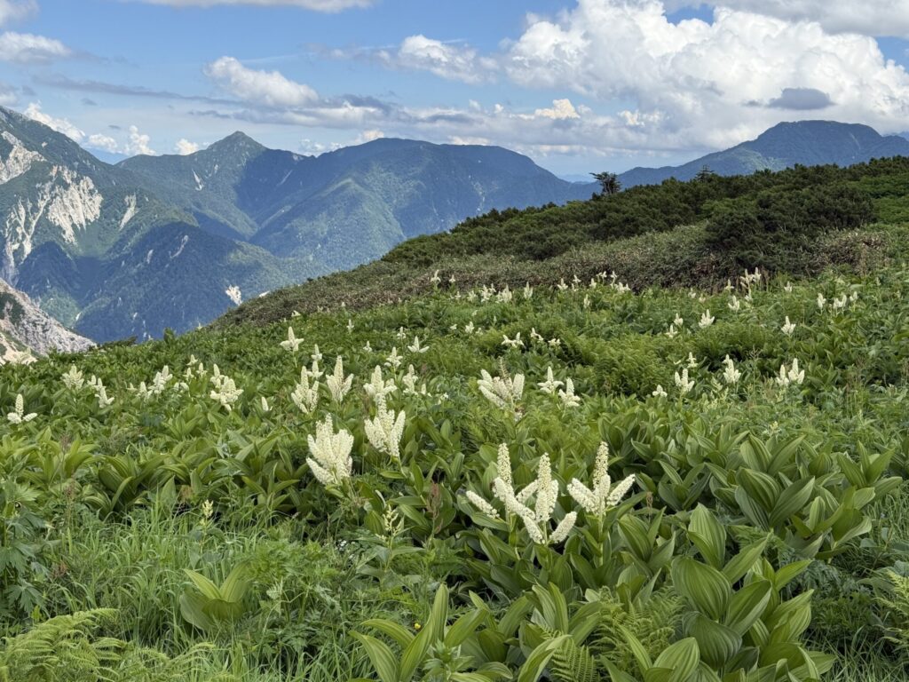 コバイケイソウ群落　たくさんの高山植物があって飽きません