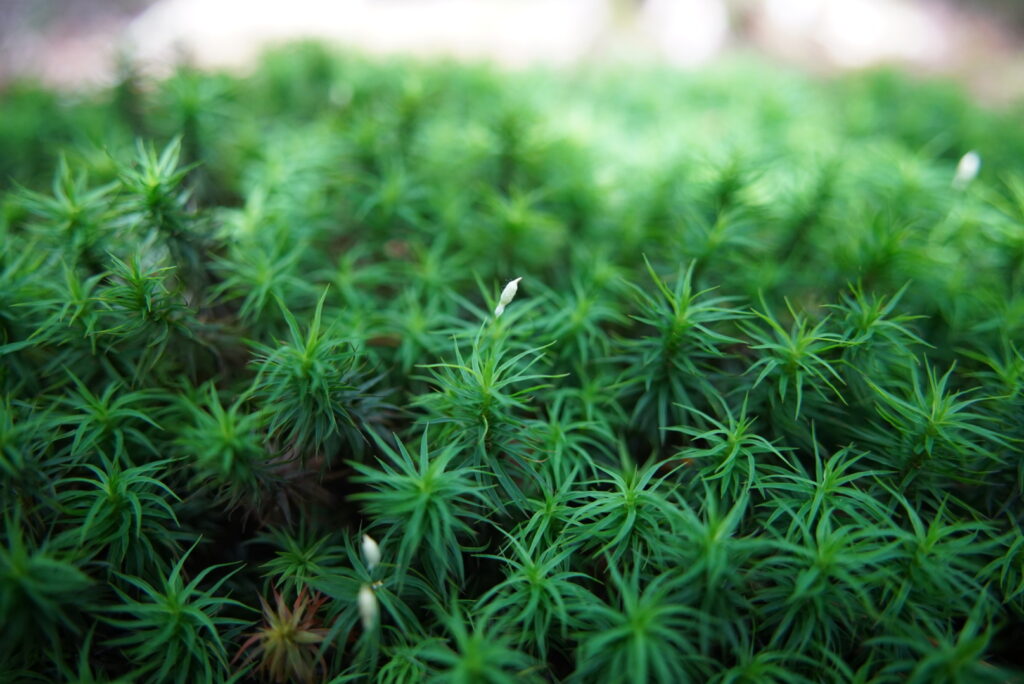 いろんな苔が楽しめる🌿