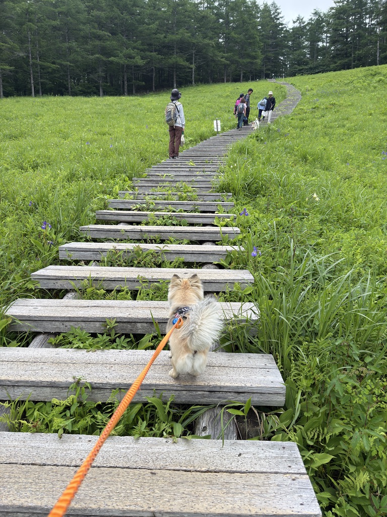 気持ちの良い木道です☺️