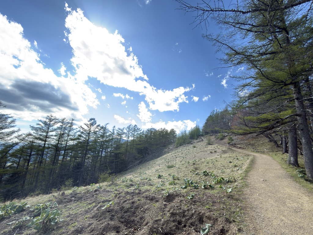 七ツ石山から雲取山へ向かう石尾根縦走路・ブナ坂