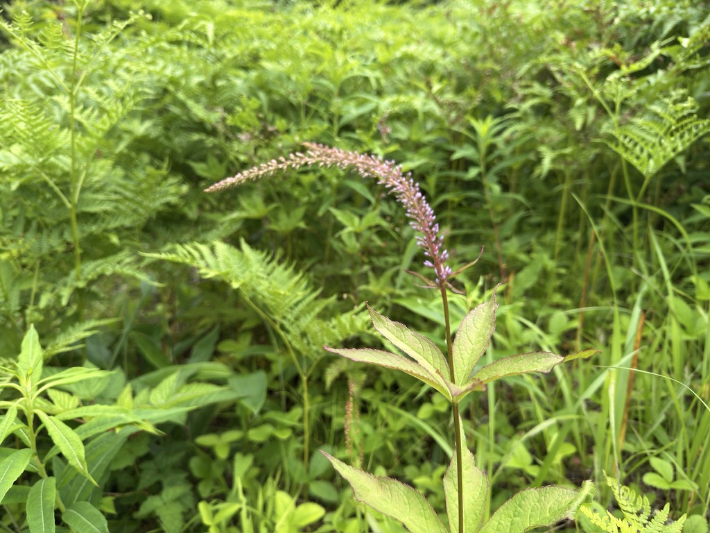 まだ咲き始めのクガイソウ