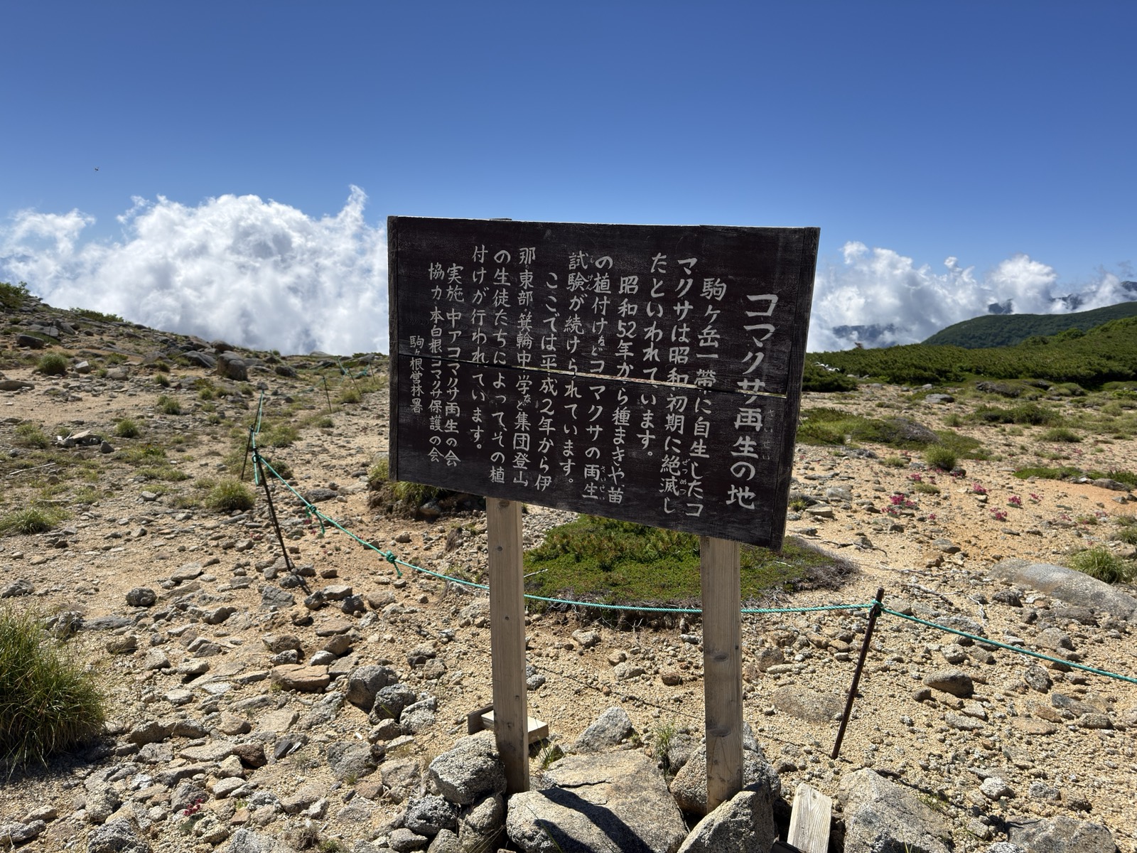 「コマクサ再生の地」の看板。地元中学生による植付けの説明