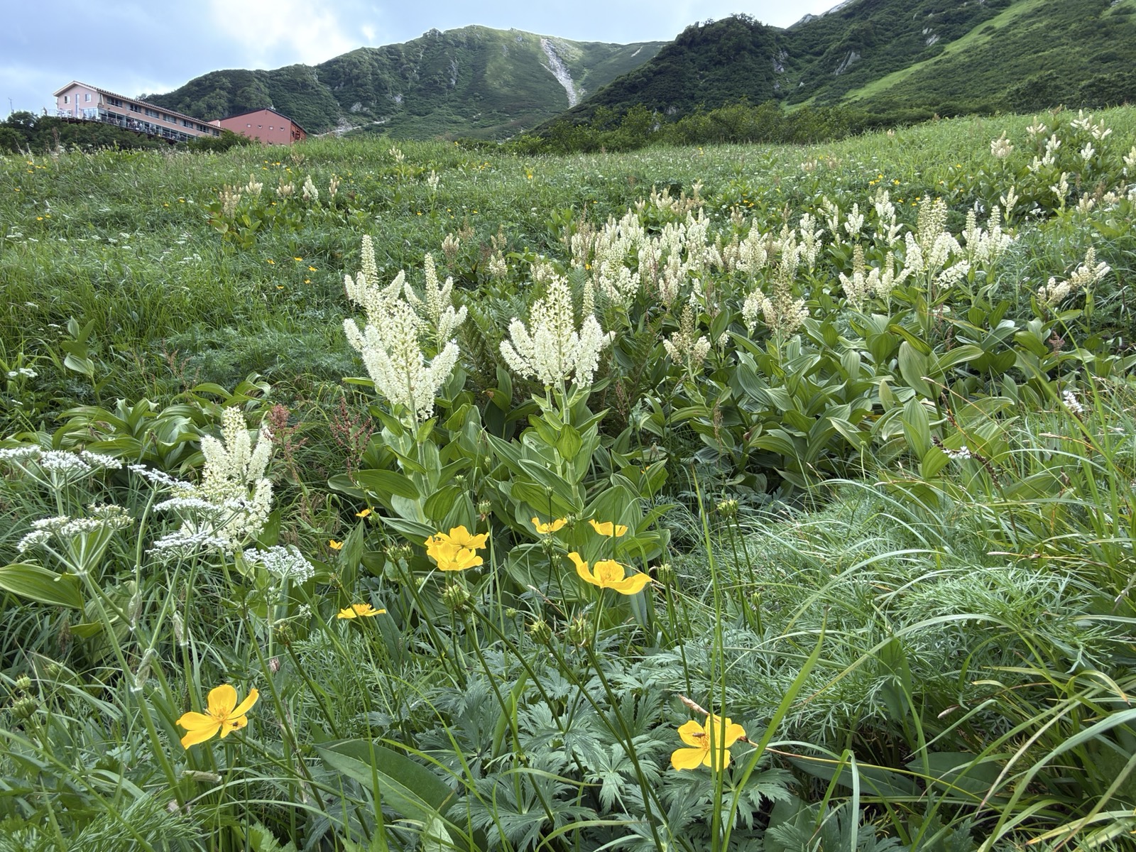 千畳敷カールのコバイケイソウの群落とお花畑