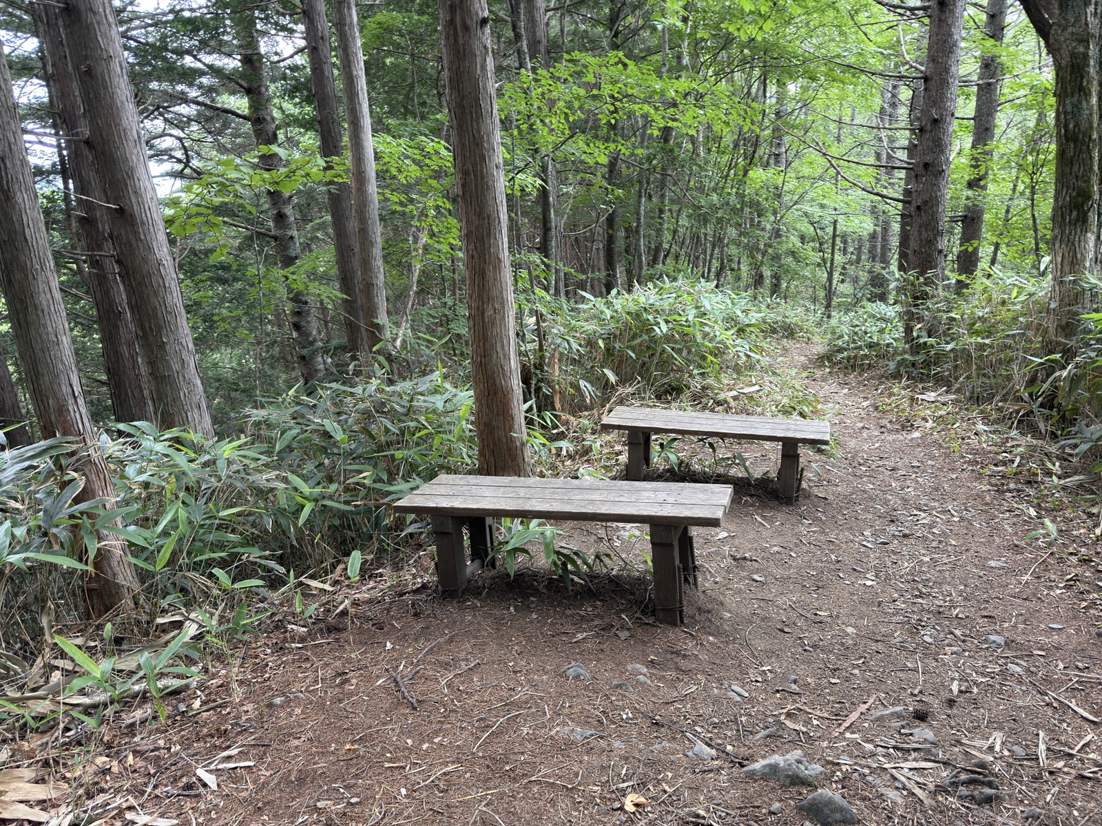 登山道脇のベンチ2脚と刈り払われた笹