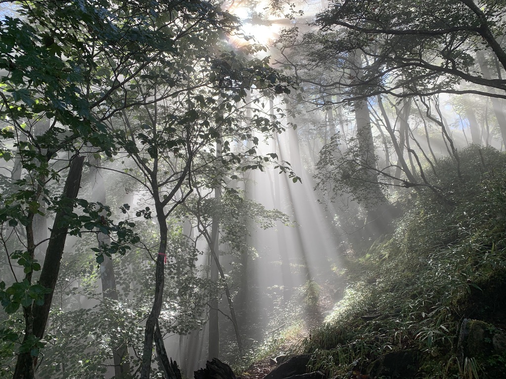 丸川峠へ向かう樹林帯。朝の光が差し込んでいました