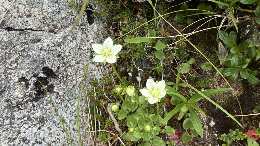 千畳敷カールに咲くウメバチソウの白い花