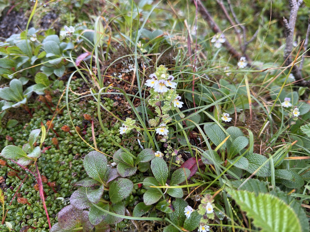 コバノコゴメグサの花