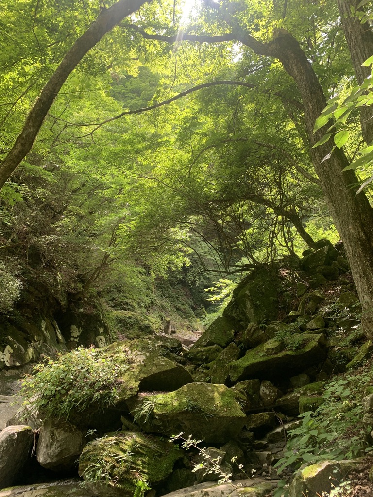 岩も倒木も、すっかり苔に覆われています