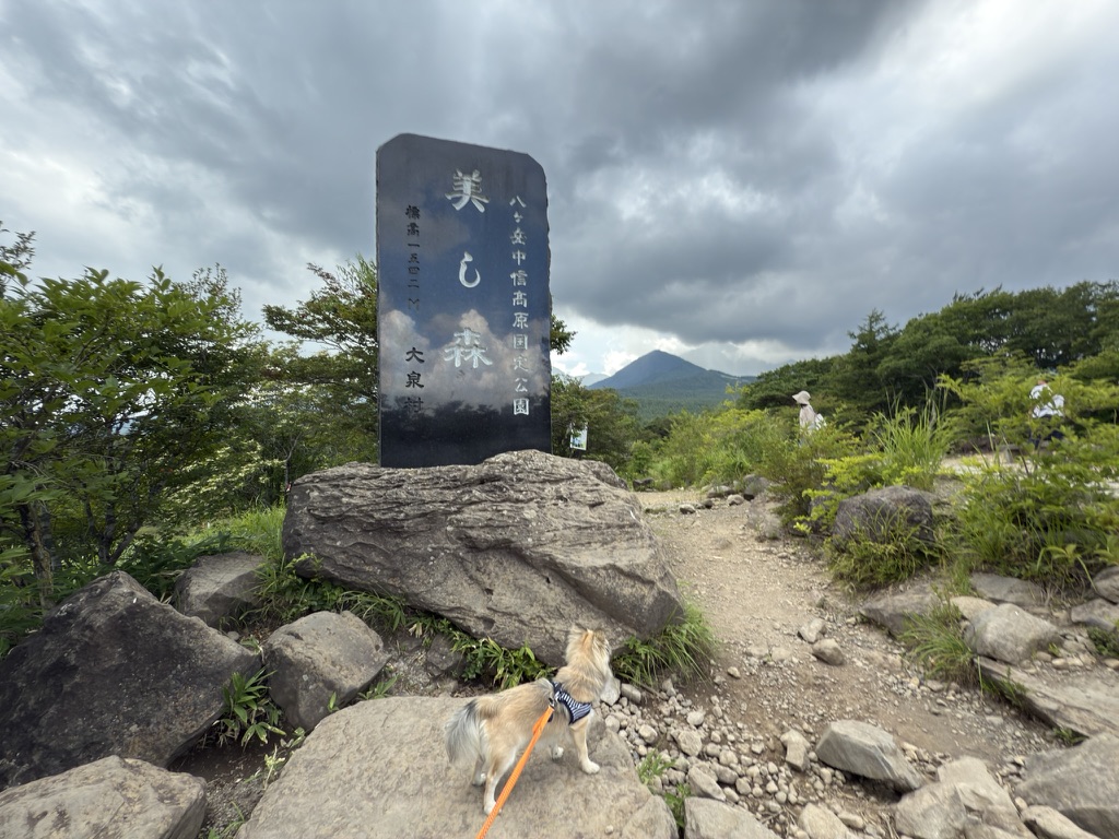 美し森の山頂とすい