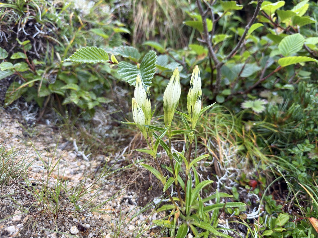 トウヤクリンドウの花