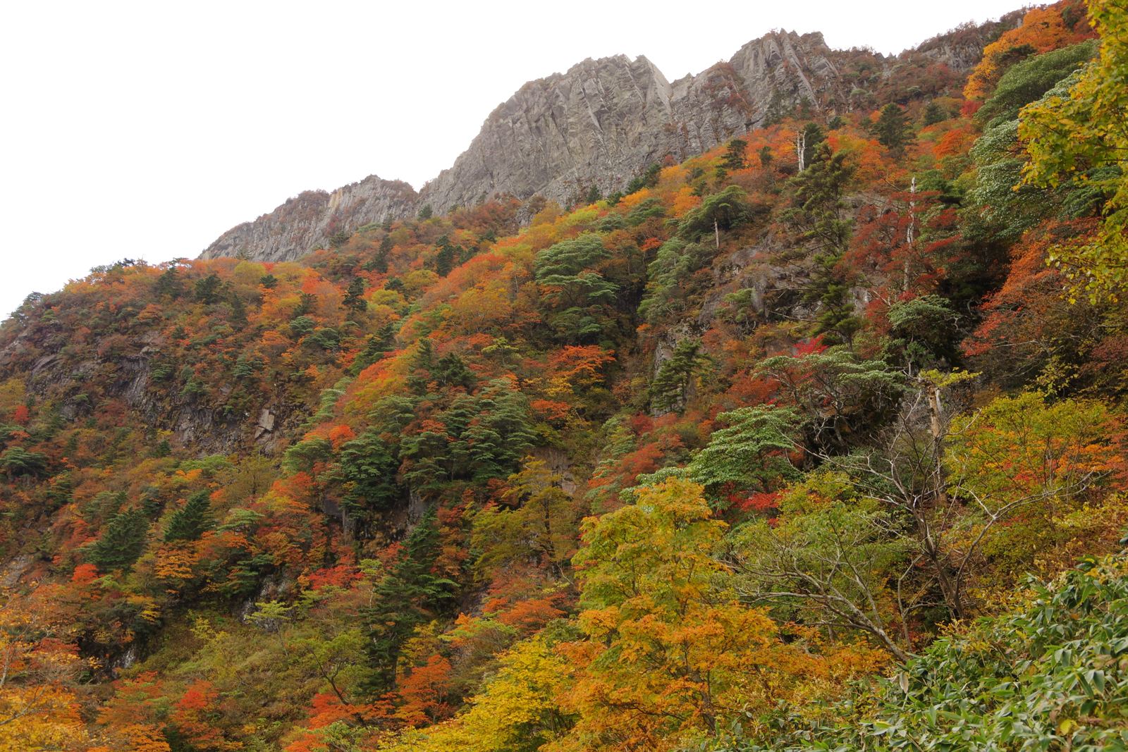 岩峰の下の斜面がオレンジと赤に染まった石鎚山の紅葉