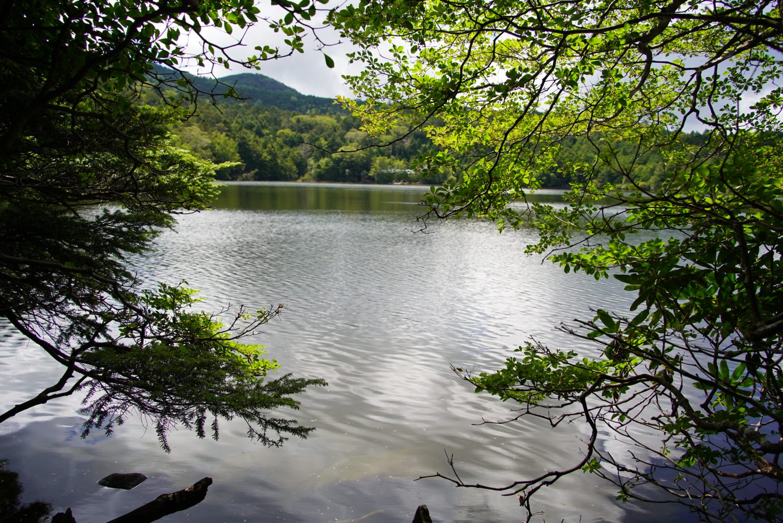 白駒池
