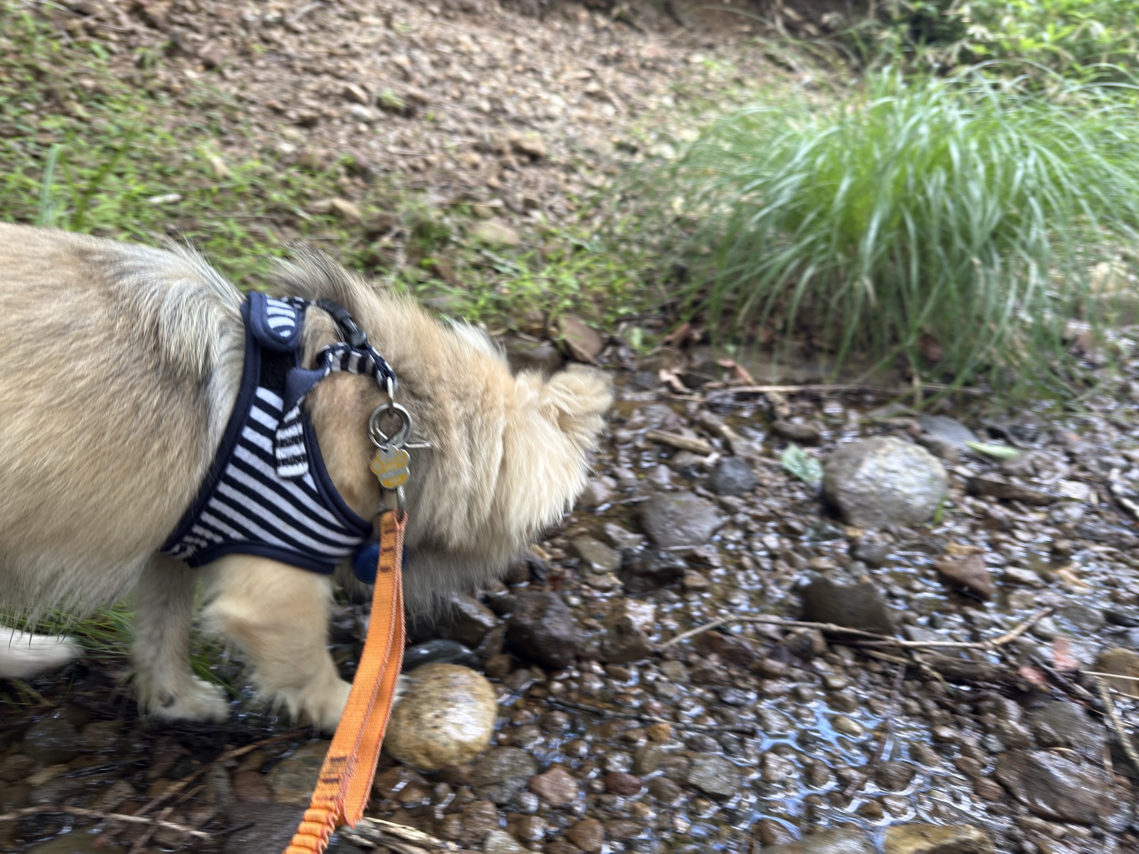下山途中の沢で水遊びをするすい