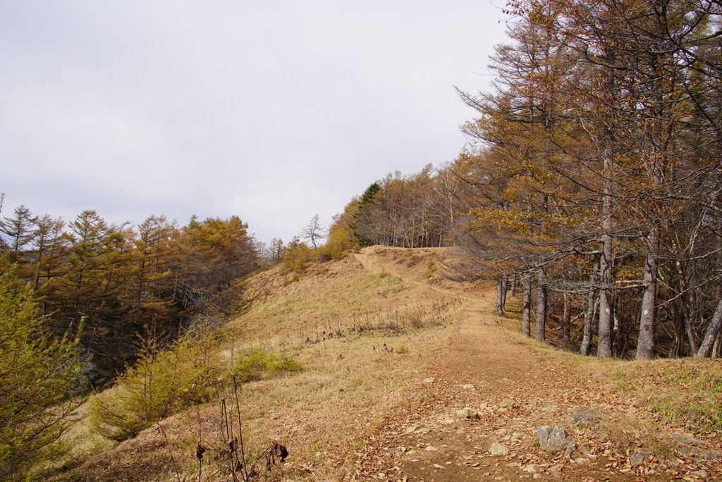 七ツ石山から雲取山へ。石尾根特有の明るさが気持ちいい道です。