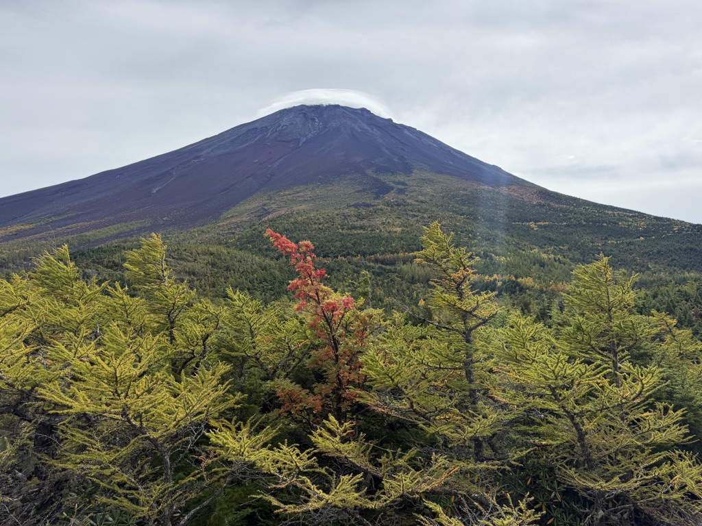 まだ緑のカラマツの中に、赤いのが1本だけ。
