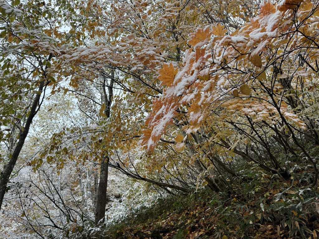 紅葉した枝に雪が積もっている