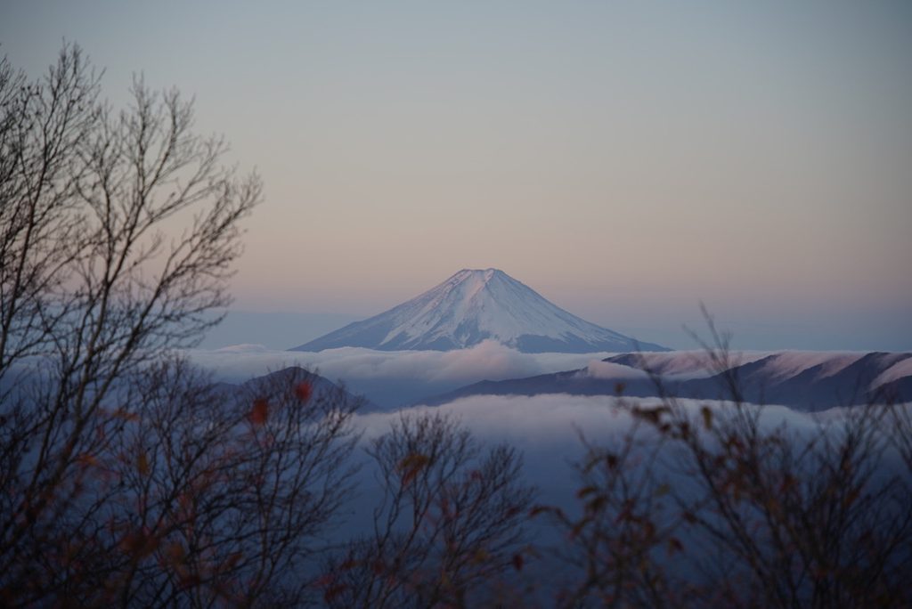 枝の間から、雲海の上の富士山。