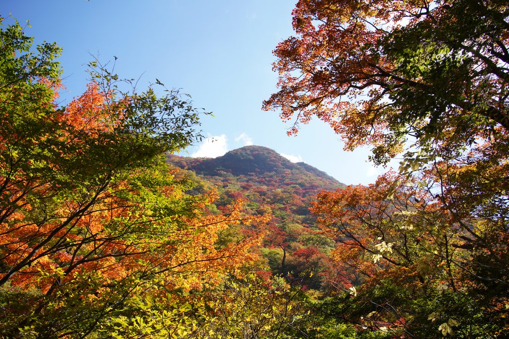 黒岳の紅葉。ずっとこの色の中を歩いていました。