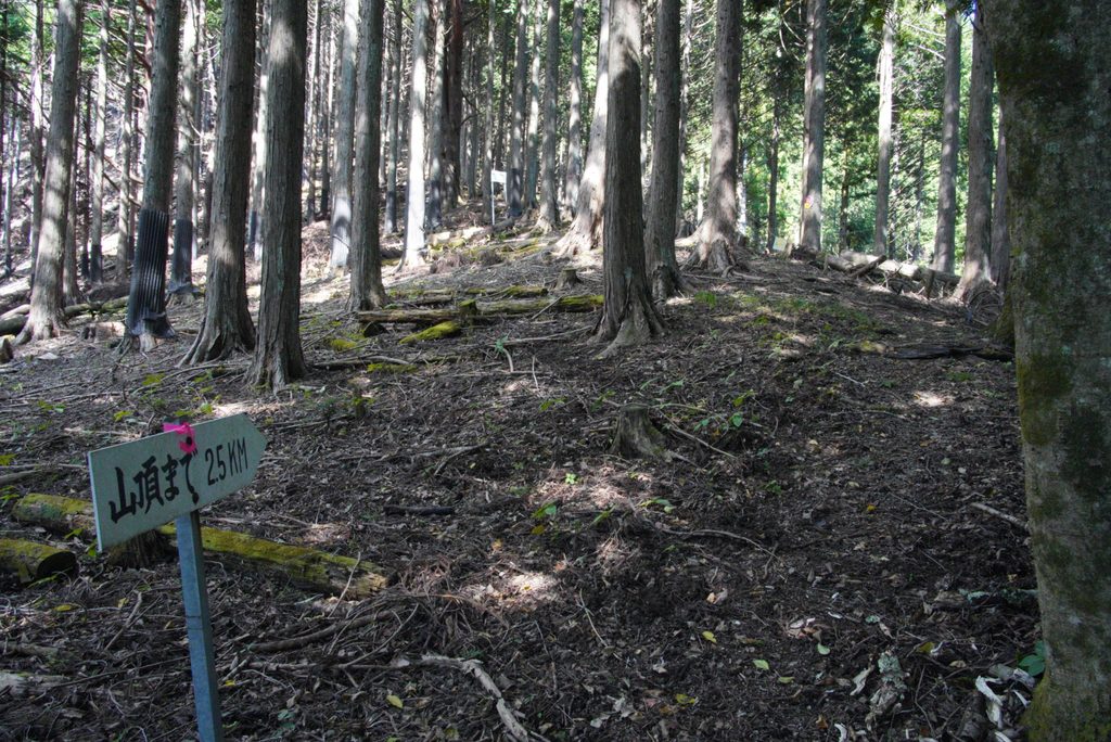 山頂まで2.5kmの道標。踏み跡は薄く、ピンクテープが頼りになります