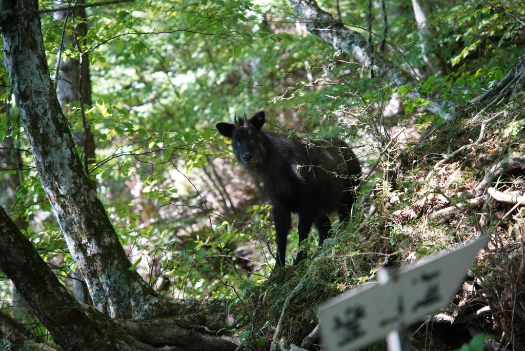 登山道の途中でカモシカに会いました