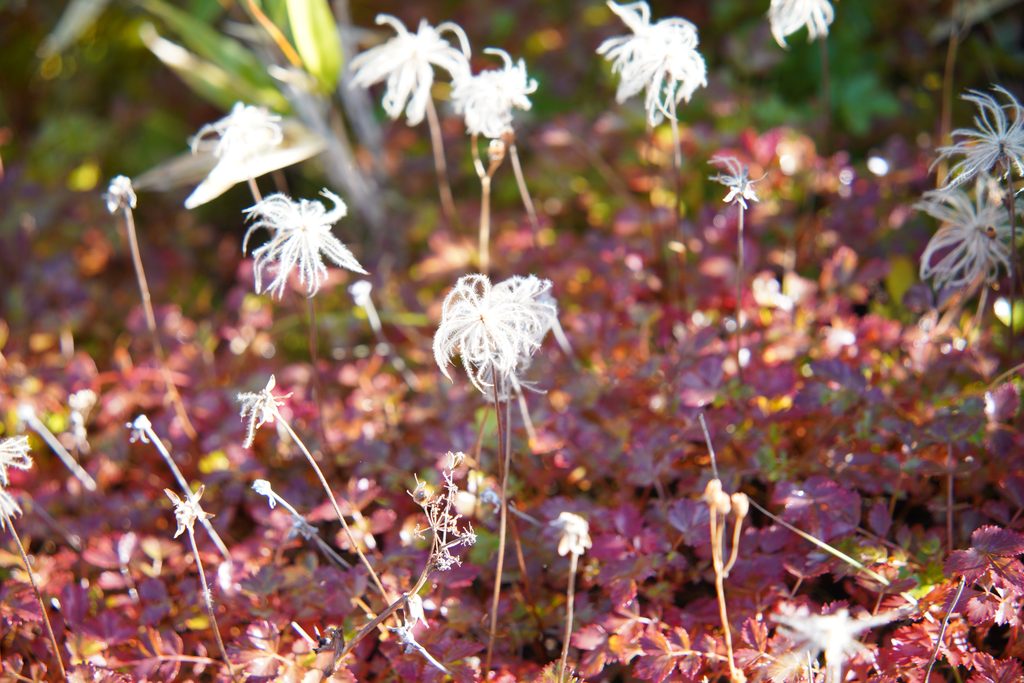 チングルマの穂。花は終わって、綿毛になっていました