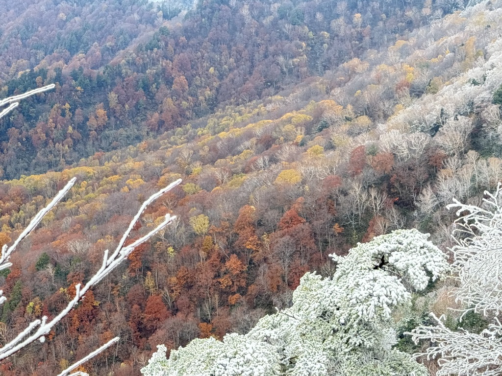 霧氷の枝越しに見下ろす、紅葉の斜面