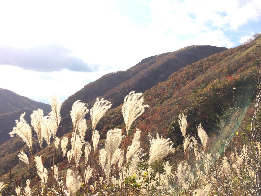 ススキの穂の向こうに広がる、紅葉した山肌